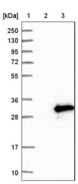 Apc11 Antibody, Novus Biologicals 0.1mL; Unlabeled:Antibodies, Polyclonal
