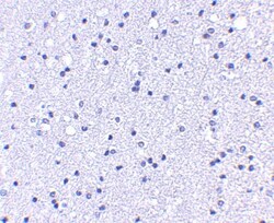Apc1 Antibody - BSA Free, Novus Biologicals 0.025 mg, Unconjugated:Antibodies,