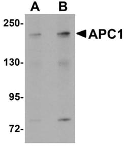 Apc1 Antibody - BSA Free, Novus Biologicals:Antibodies:Primary Antibodies