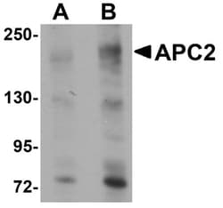 Apc2 Antibody - BSA Free, Novus Biologicals 0.1 mg | Buy Online | Novus Biologicals | Fisher Scientific