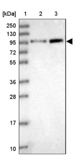 Apc4 Antibody, Novus Biologicals 25 &mu;L; Unlabeled:Antibodies, Polyclonal