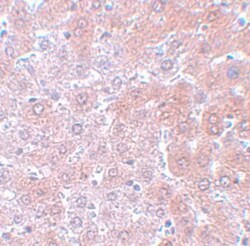 Apc4 Antibody - BSA Free, Novus Biologicals 0.1mg; Unlabeled:Antibodies,
