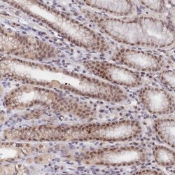 Apc4 Antibody, Novus Biologicals 25 &mu;L; Unlabeled:Antibodies, Polyclonal
