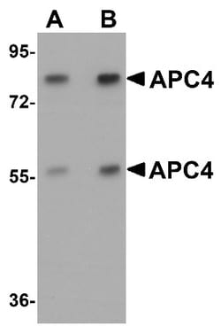 Apc4 Antibody - BSA Free, Novus Biologicals 0.1mg; Unlabeled:Antibodies,