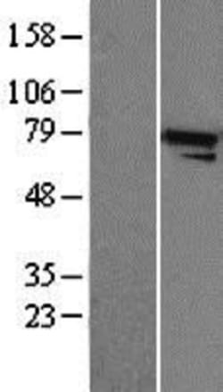 Novus Biologicals&trade;&nbsp;Apc5 Overexpression Lysate