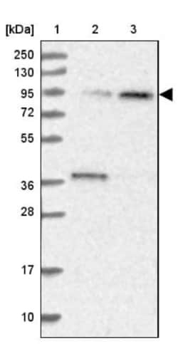 Apc5 Antibody, Novus Biologicals:Antibodies:Primary Antibodies