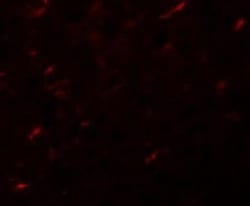 Apc7 Antibody - BSA Free, Novus Biologicals 0.1mg; Unlabeled:Antibodies,