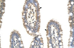 Apc7 Antibody, Novus Biologicals 100&mu;L; Unlabeled:Antibodies, Polyclonal
