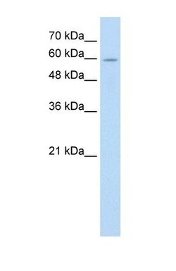 Apc7 Antibody, Novus Biologicals 100&mu;L; Unlabeled:Antibodies, Polyclonal
