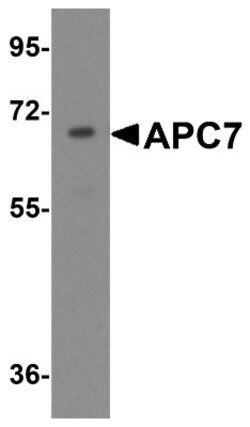 Apc7 Antibody - BSA Free, Novus Biologicals:Antibodies:Primary Antibodies