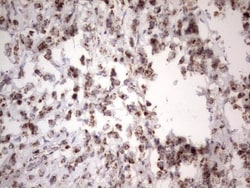 APC Antibody (OTI2B8), Novus Biologicals 0.1mL; Unlabeled:Antibodies, Monoclonal