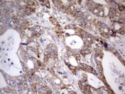 APC Antibody (OTI2B8), Novus Biologicals 0.1mL; Unlabeled:Antibodies, Monoclonal