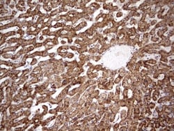 APC Antibody (OTI2B8), Novus Biologicals 0.1mL; Unlabeled:Antibodies, Monoclonal