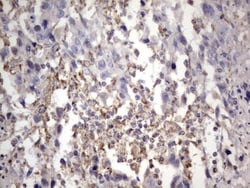 APC Antibody (OTI2B8), Novus Biologicals 0.1mL; Unlabeled:Antibodies, Monoclonal