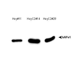 Novus Biologicals APE Antibody Pack 2 vials:Antibodies