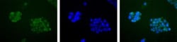 APE Antibody - BSA Free, Novus Biologicals 0.025mL; Unlabeled:Antibodies,