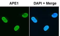 APE Antibody - BSA Free, Novus Biologicals 0.025mL; Unlabeled:Antibodies,