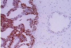 APE Antibody - BSA Free, Novus Biologicals 0.025mL; Unlabeled:Antibodies,