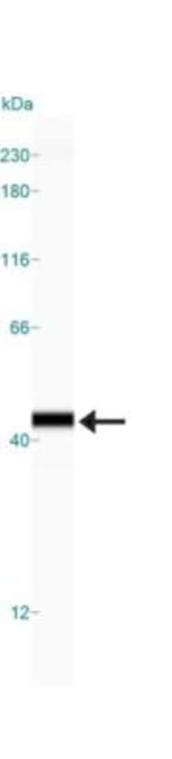 APE Antibody - BSA Free, Novus Biologicals 0.025mL; Unlabeled:Antibodies,