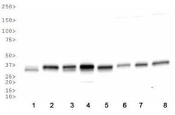 APE Antibody - BSA Free, Novus Biologicals 0.025mL; Unlabeled:Antibodies,