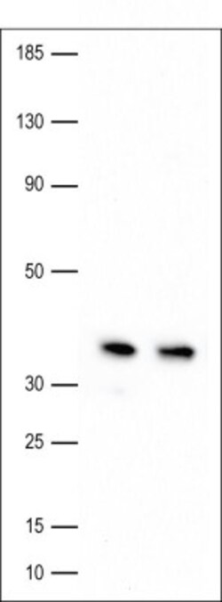 APE Antibody - BSA Free, Novus Biologicals 0.025mL; Unlabeled:Antibodies,
