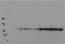 APE Antibody - BSA Free, Novus Biologicals 0.025mL; Unlabeled:Antibodies,