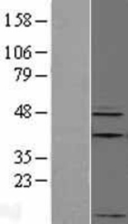 Novus Biologicals&trade;&nbsp;Apelin Overexpression Lysate