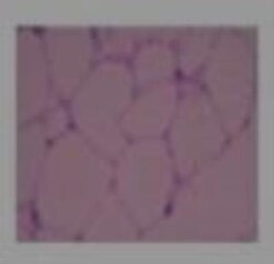 Apelin Antibody, Novus Biologicals 0.1mg; Unlabeled:Antibodies, Polyclonal