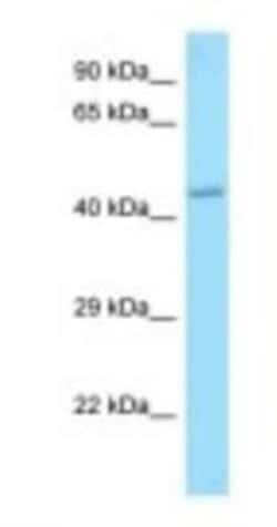 APJ/Apelin receptor Antibody, Novus Biologicals 100&mu;L; Unlabeled:Antibodies,