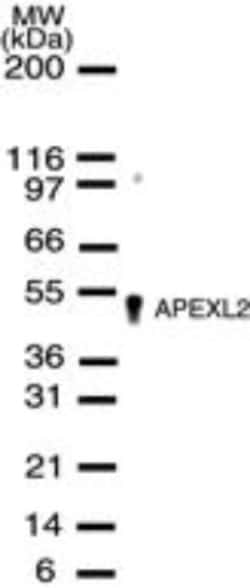 APEX2 Antibody, Novus Biologicals 0.2mL; Unlabeled:Antibodies, Polyclonal