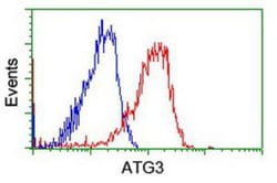 ATG3/APG3 Antibody (OTI3H2), Novus Biologicals 0.1mL; Unlabeled:Antibodies,