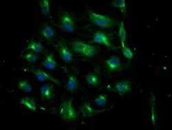 ATG3/APG3 Antibody (OTI3H2), Novus Biologicals 0.1mL; Unlabeled:Antibodies,