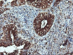 ATG3/APG3 Antibody (OTI3H2), Novus Biologicals 0.1mL; Unlabeled:Antibodies,