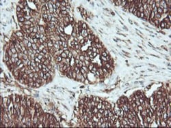 ATG3/APG3 Antibody (OTI3H2), Novus Biologicals 0.1mL; Unlabeled:Antibodies,