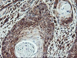 ATG3/APG3 Antibody (OTI3H2), Novus Biologicals 0.1mL; Unlabeled:Antibodies,