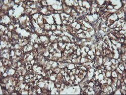 ATG3/APG3 Antibody (OTI3H2), Novus Biologicals 0.1mL; Unlabeled:Antibodies,