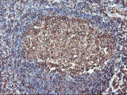 ATG3/APG3 Antibody (OTI3H2), Novus Biologicals 0.1mL; Unlabeled:Antibodies,