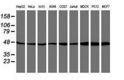 ATG3/APG3 Antibody (OTI3H2), Novus Biologicals 0.1mL; Unlabeled:Antibodies,