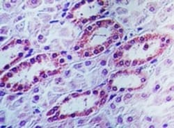APIP Antibody, Novus Biologicals 0.1mg; Unlabeled:Antibodies, Polyclonal