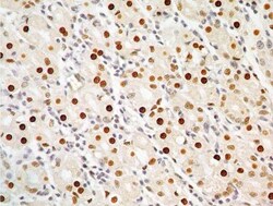 APIP Antibody (19F461), Novus Biologicals 0.025mg; Unlabeled:Antibodies,