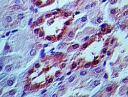 APIP Antibody (19F461), Novus Biologicals 0.025mg; Unlabeled:Antibodies,