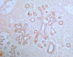 APIP Antibody (19F461), Novus Biologicals 0.025mg; Unlabeled:Antibodies,