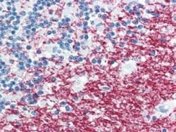 anti-APLP-1, Clone: plpc1, Novus Biologicals 0.05mg; Unlabeled:Antibodies,