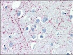 anti-APLP-1, Clone: plpc1, Novus Biologicals 0.05mg; Unlabeled:Antibodies,