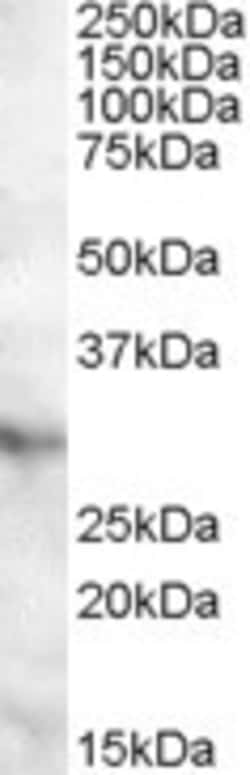 APOA1BP Antibody, Novus Biologicals 0.1mg; Unlabeled:Antibodies, Polyclonal