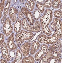 APOA1BP Antibody, Novus Biologicals 25 &mu;L | Buy Online | Novus Biologicals | Fisher Scientific