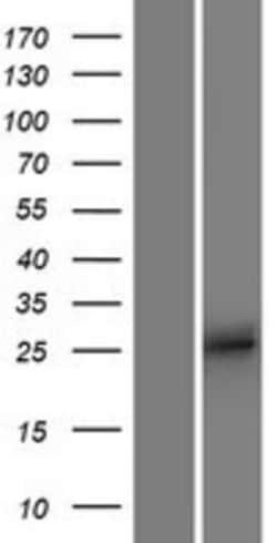 Novus Biologicals&trade;&nbsp;APOBEC2 Overexpression Lysate