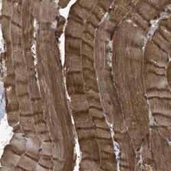 APOBEC2 Antibody, Novus Biologicals:Antibodies:Primary Antibodies