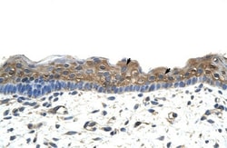 APOBEC2 Antibody, Novus Biologicals 20μL; Unlabeled:Antibodies, Polyclonal