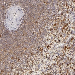APOBEC3G Antibody, Novus Biologicals 0.1mL; Unlabeled:Antibodies, Polyclonal